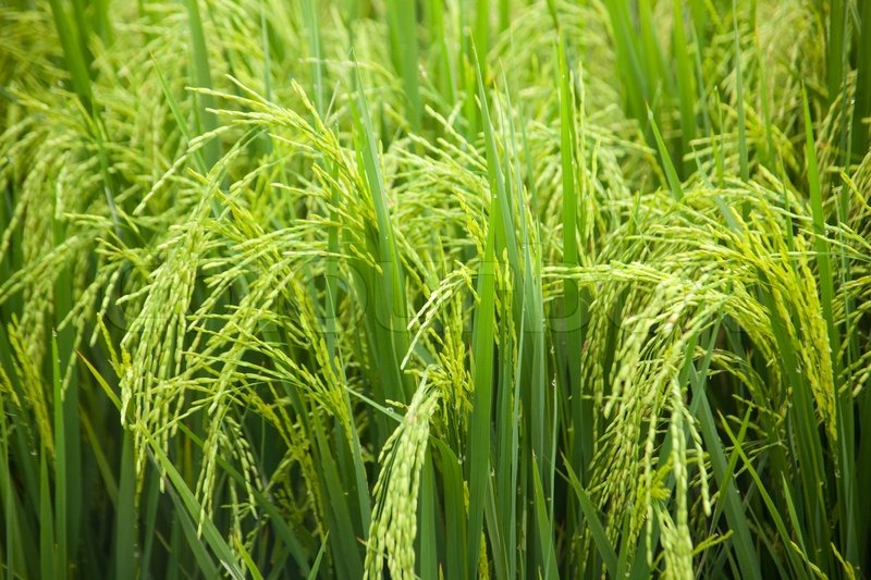Quality not quantity: Vietnam should lower rice export target