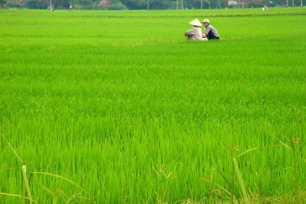Heavy rain damages rice crops in southern Vietnam