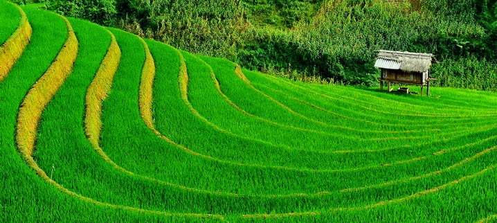 Vietnam to form $300 mln fund to protect coffee, rice production