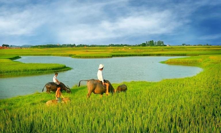 Vietnamese rice struggles to find buyers