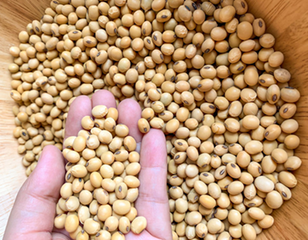 Yellow Soybean